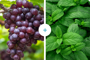 Buletedan-Technologie