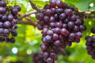 Buletedan-Technologie