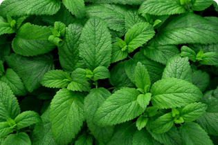 Buletedan-Technologie