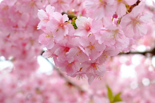 Buletedan-Technologie